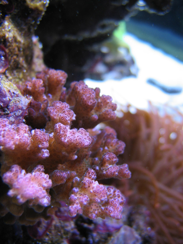 Pocillopora damicornis